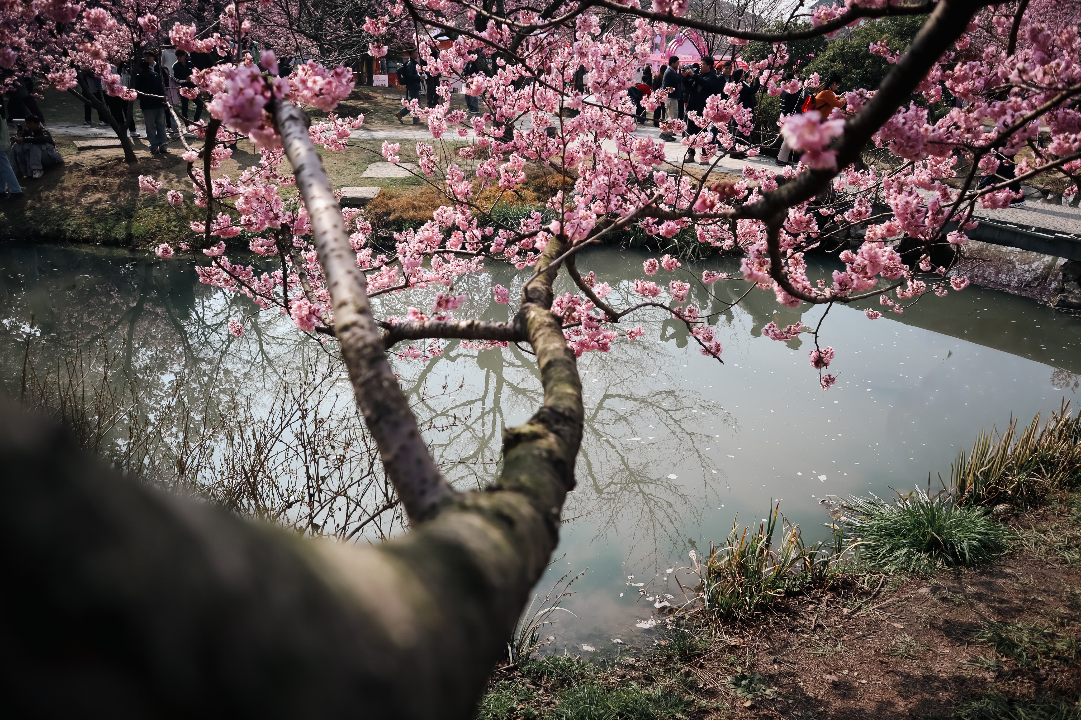 水边盛开的桃花